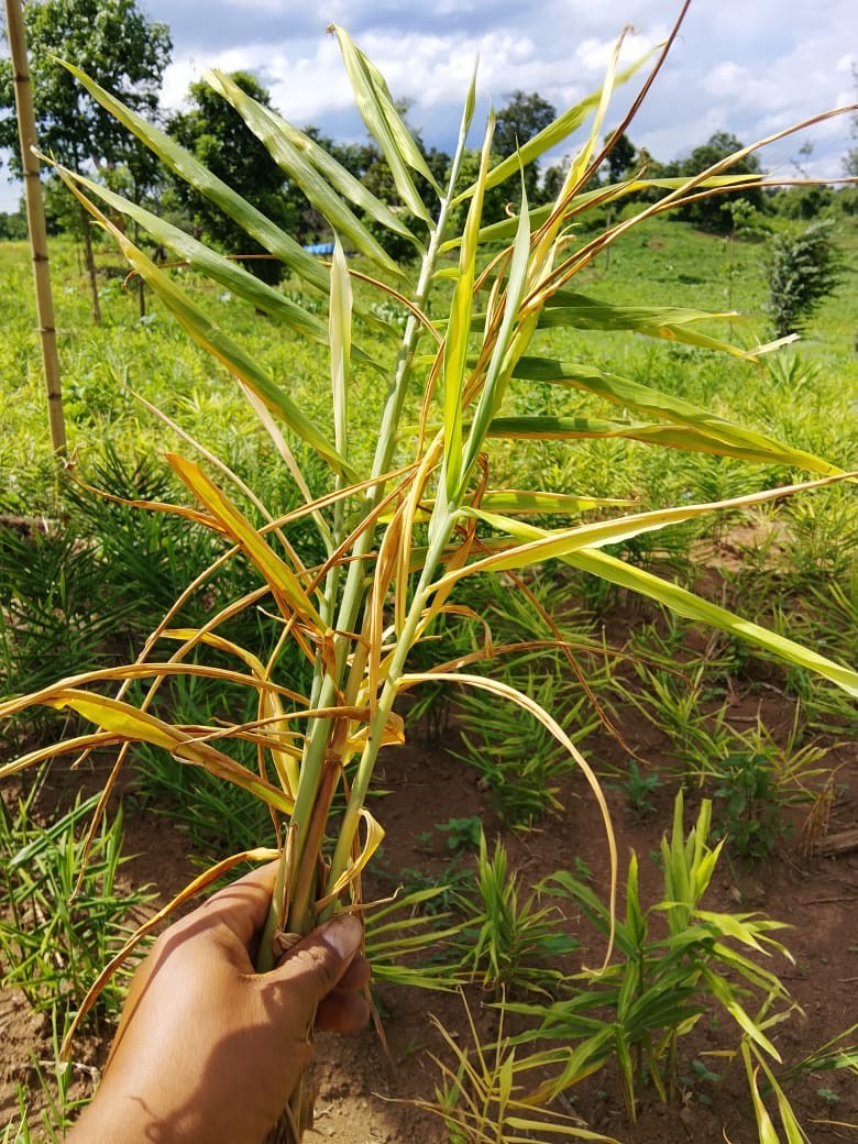 Organic ginger farm field